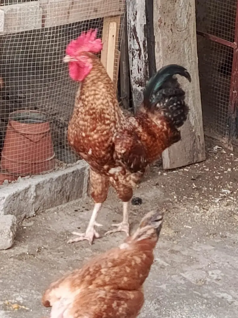Golden Desi Male  big size — photo 5
