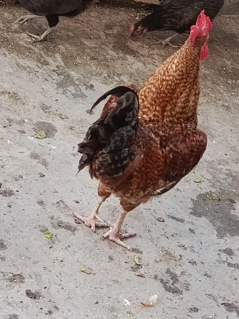 Golden Desi Male  big size — photo 6
