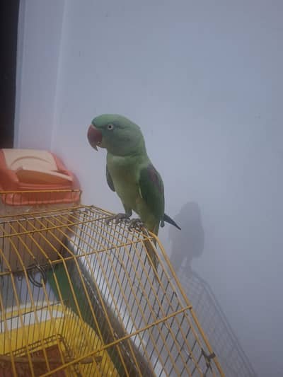 Urgent Sale – Beautiful Raw Parrot Available