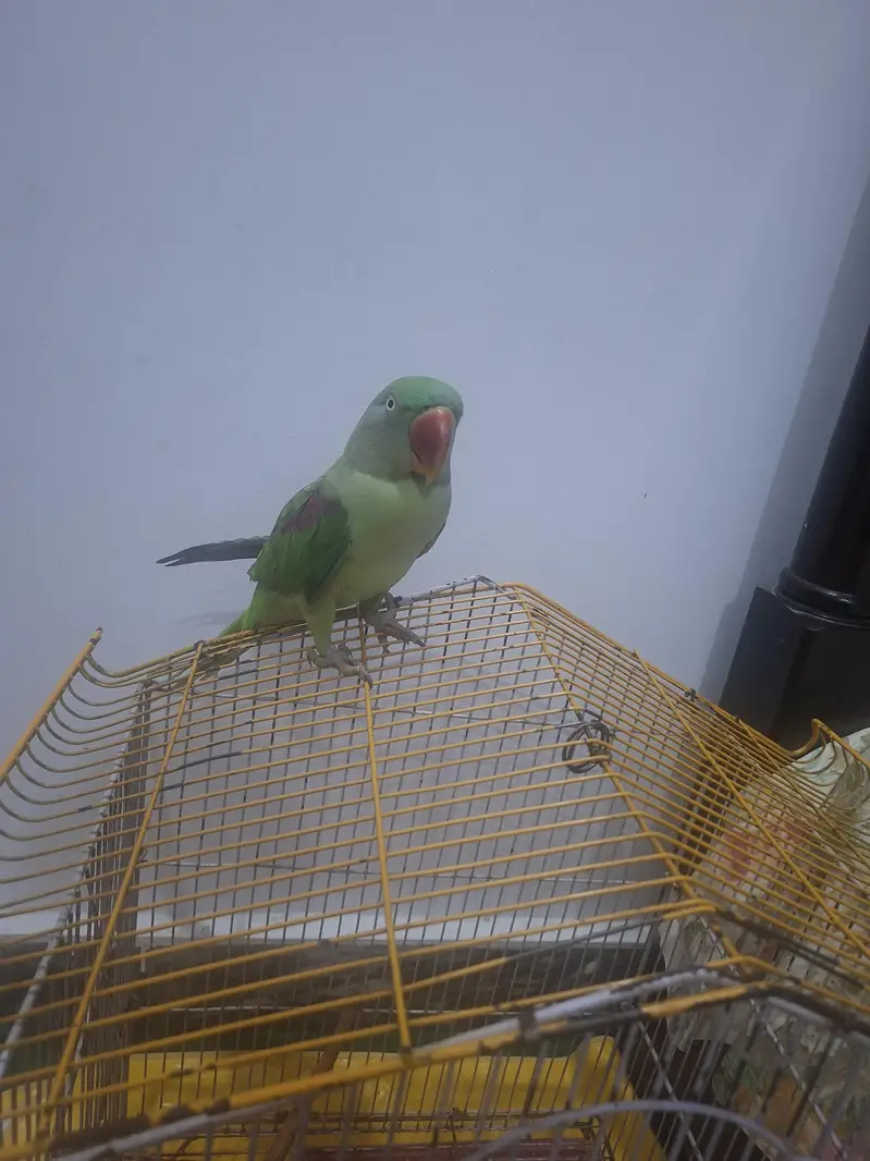 Urgent Sale – Beautiful Raw Parrot Available — photo 2