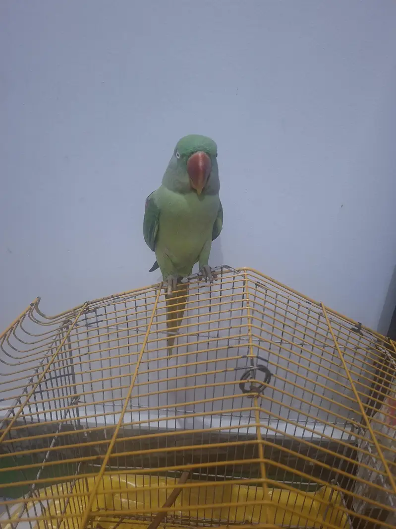 Urgent Sale – Beautiful Raw Parrot Available — photo 3