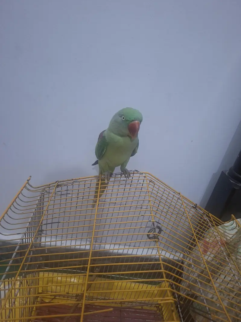 Urgent Sale – Beautiful Raw Parrot Available — photo 4