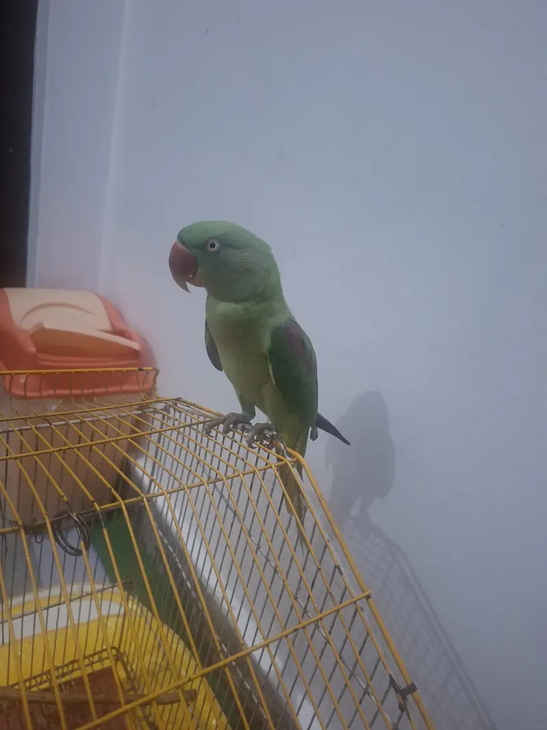 Urgent Sale – Beautiful Raw Parrot Available — photo 5