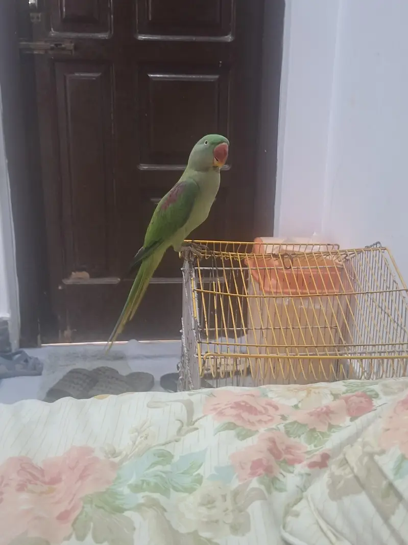 Urgent Sale – Beautiful Raw Parrot Available — photo 6