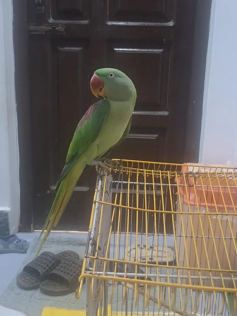 Urgent Sale – Beautiful Raw Parrot Available — photo 7
