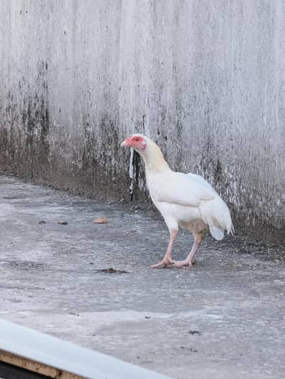 Paper white high quality female for sell Whatsapp: 03159640025