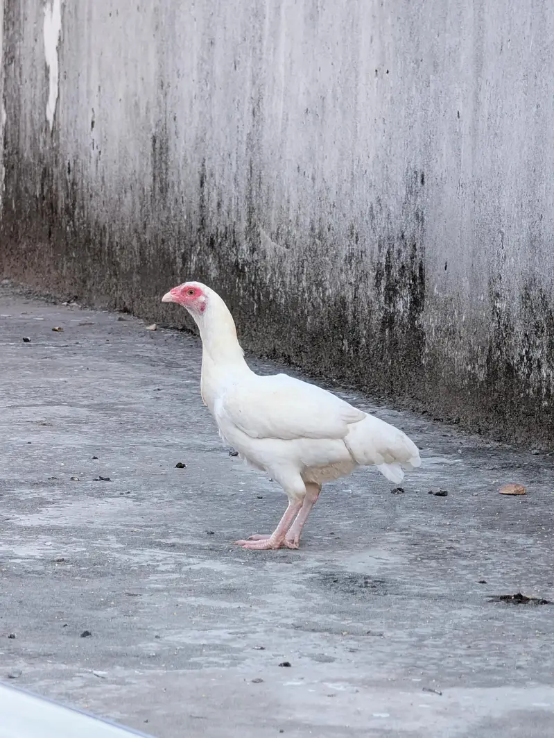 Paper white high quality female for sell Whatsapp: 03159640025 — photo 2