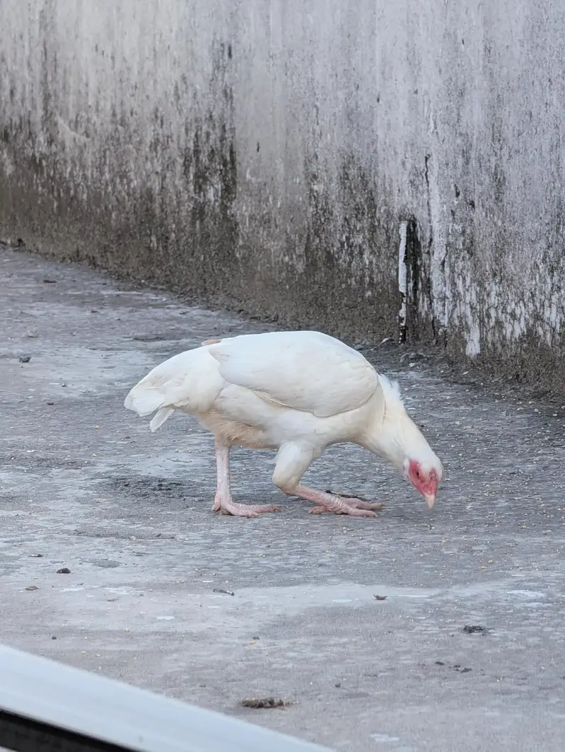 Paper white high quality female for sell Whatsapp: 03159640025 — photo 3