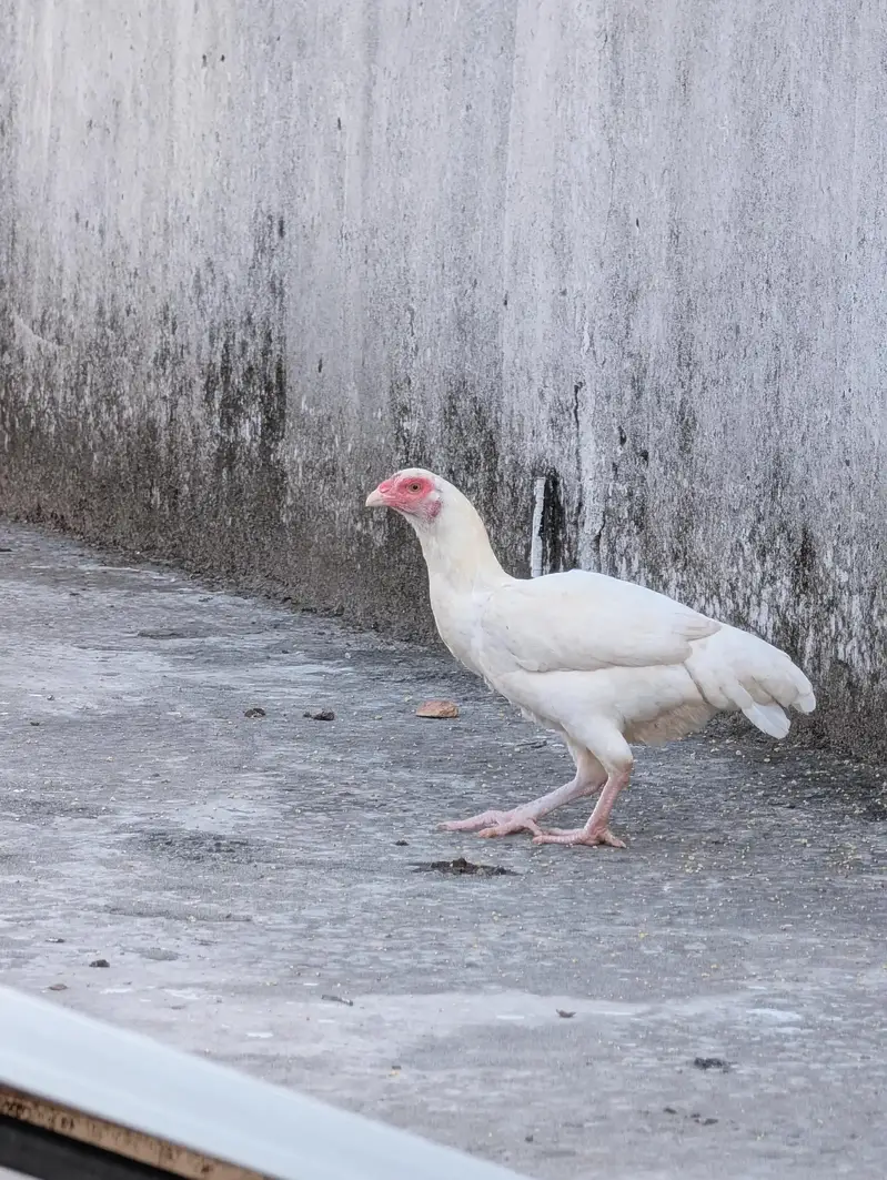 Paper white high quality female for sell Whatsapp: 03159640025 — photo 4