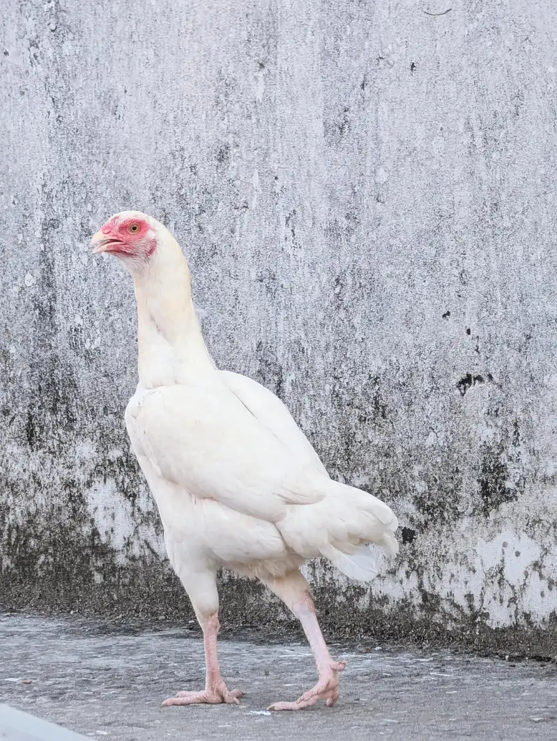 Paper white high quality female for sell Whatsapp: 03159640025 — photo 5