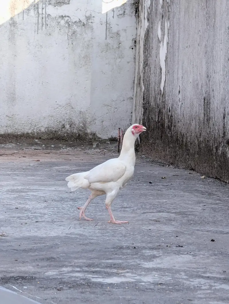 Paper white high quality female for sell Whatsapp: 03159640025 — photo 6
