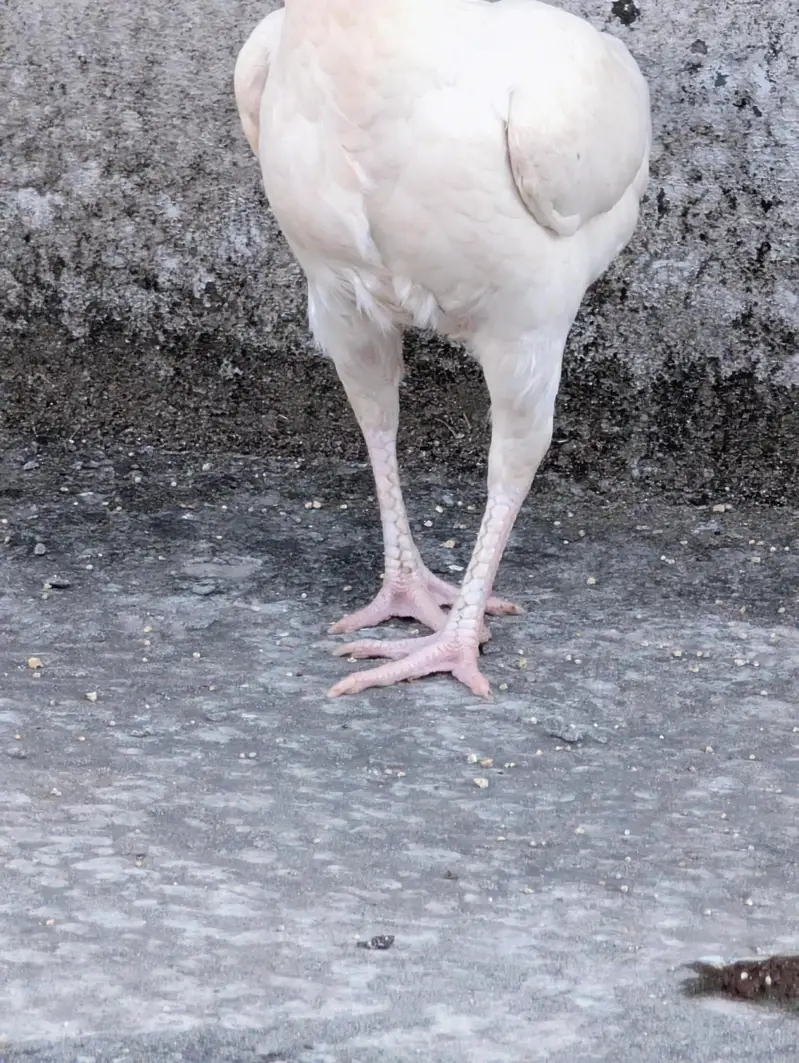 Paper white high quality female for sell Whatsapp: 03159640025 — photo 7