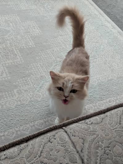 Doll face Cat Persian