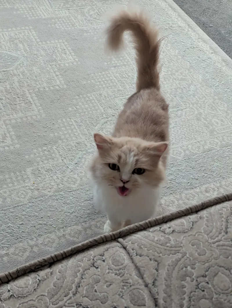 Doll face Cat Persian