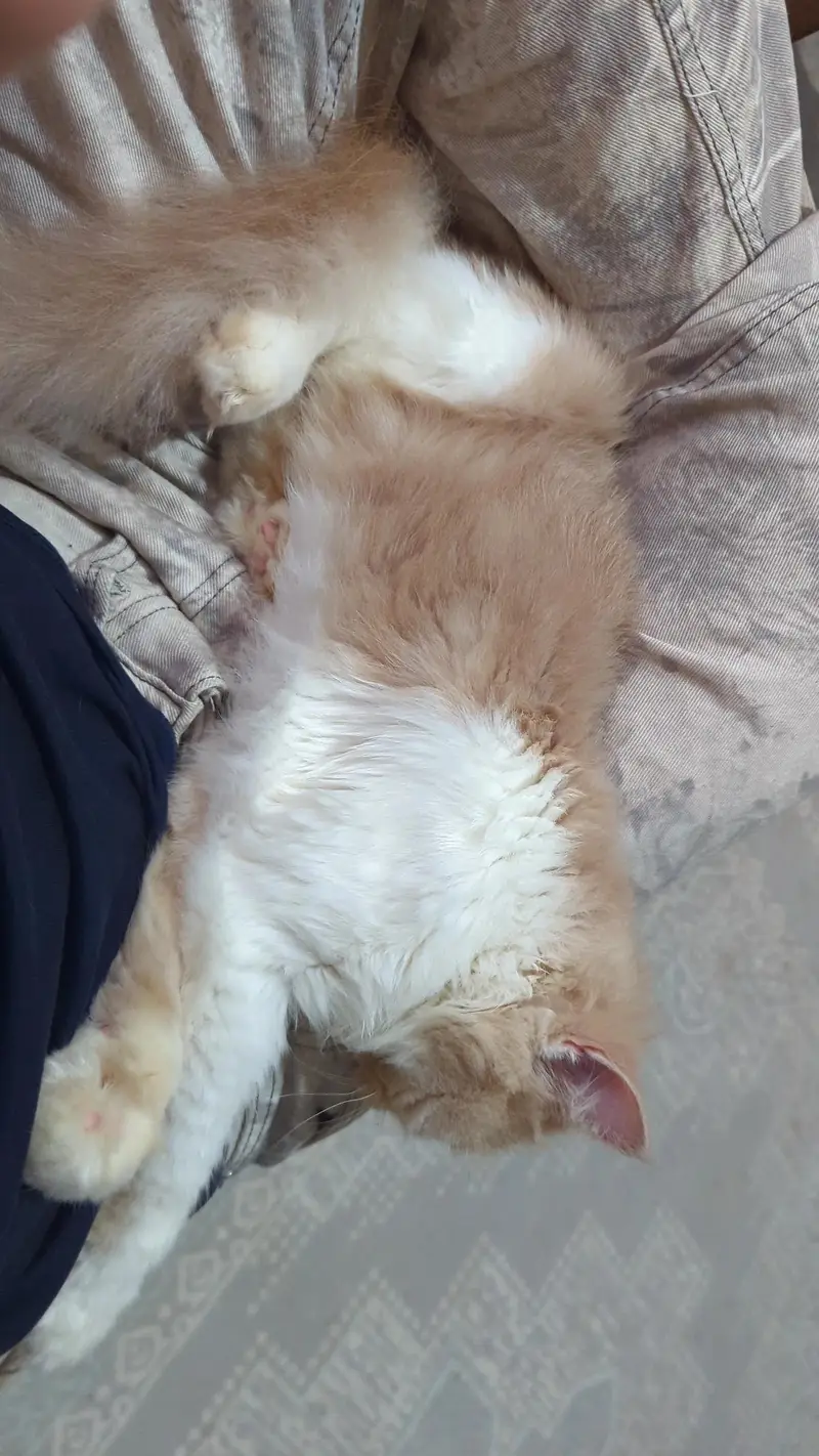 Doll face Cat Persian — photo 2