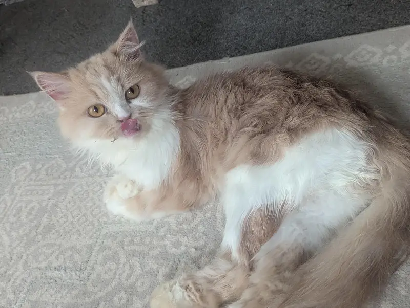 Doll face Cat Persian — photo 3