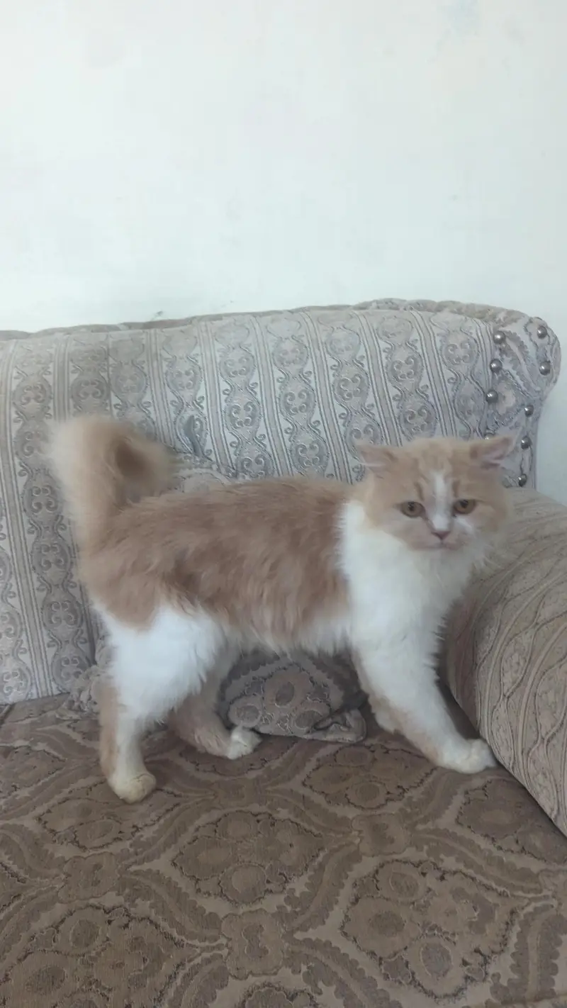 Doll face Cat Persian — photo 4