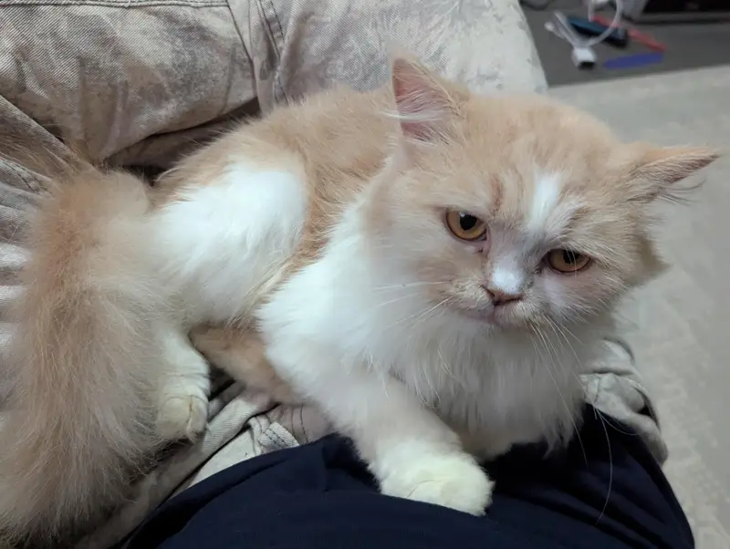 Doll face Cat Persian — photo 5