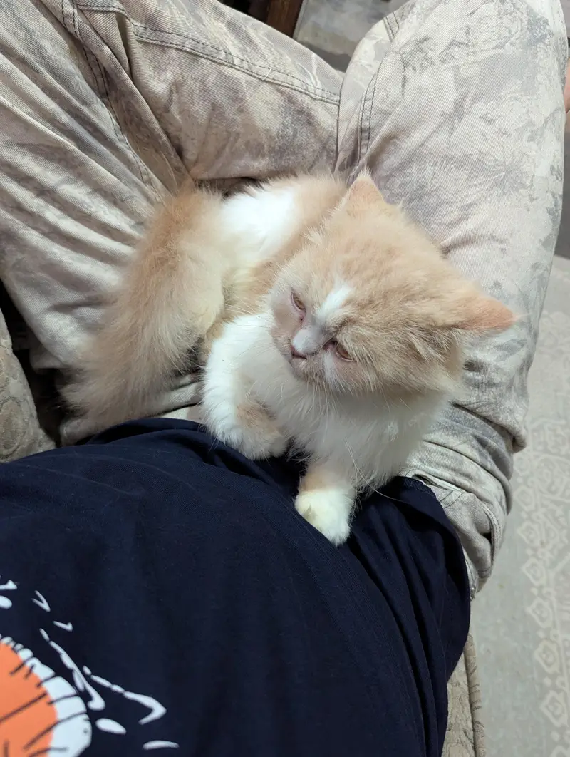 Doll face Cat Persian — photo 6