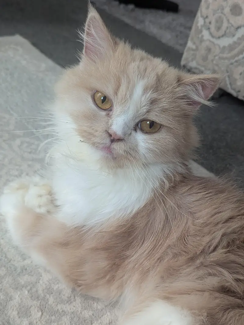 Doll face Cat Persian — photo 7