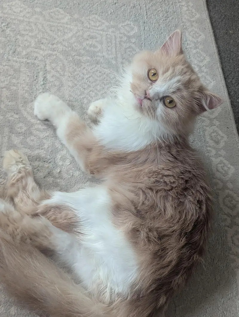 Doll face Cat Persian — photo 8
