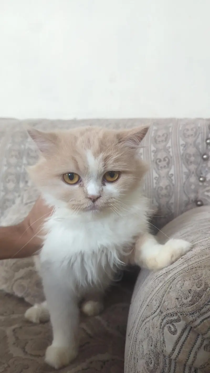 Doll face Cat Persian — photo 9