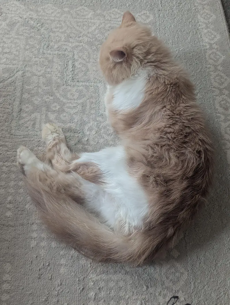 Doll face Cat Persian — photo 10