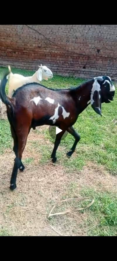bakra and bakrian