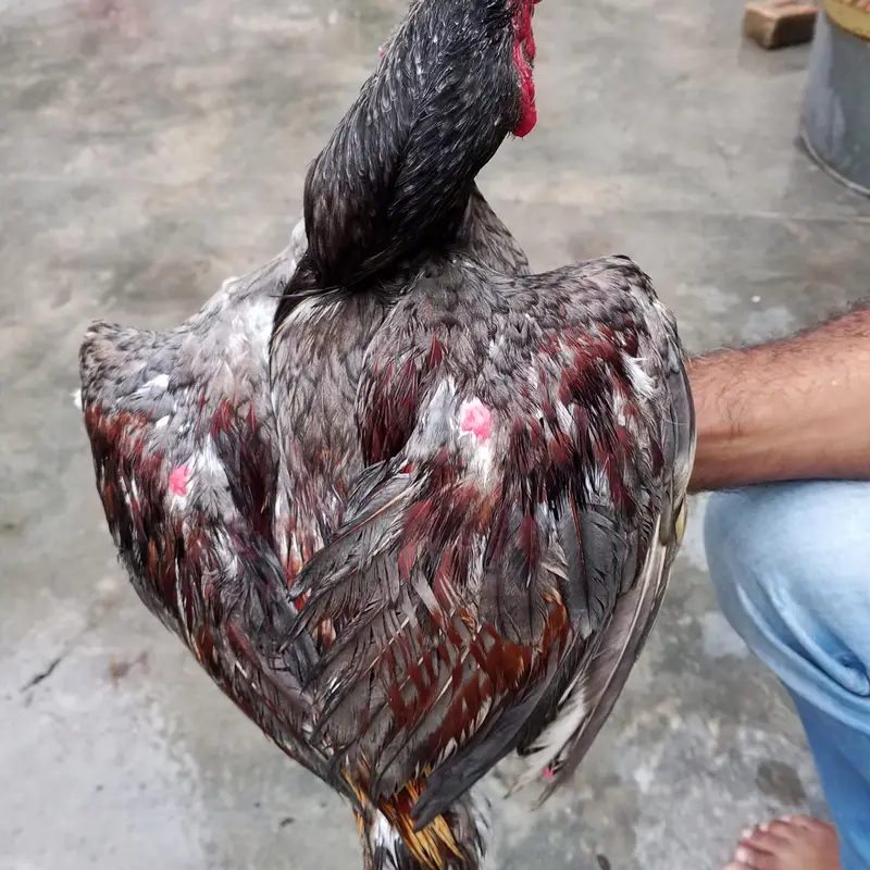Aseel mianwali — photo 2