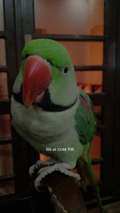 hand tammed parrot for sale