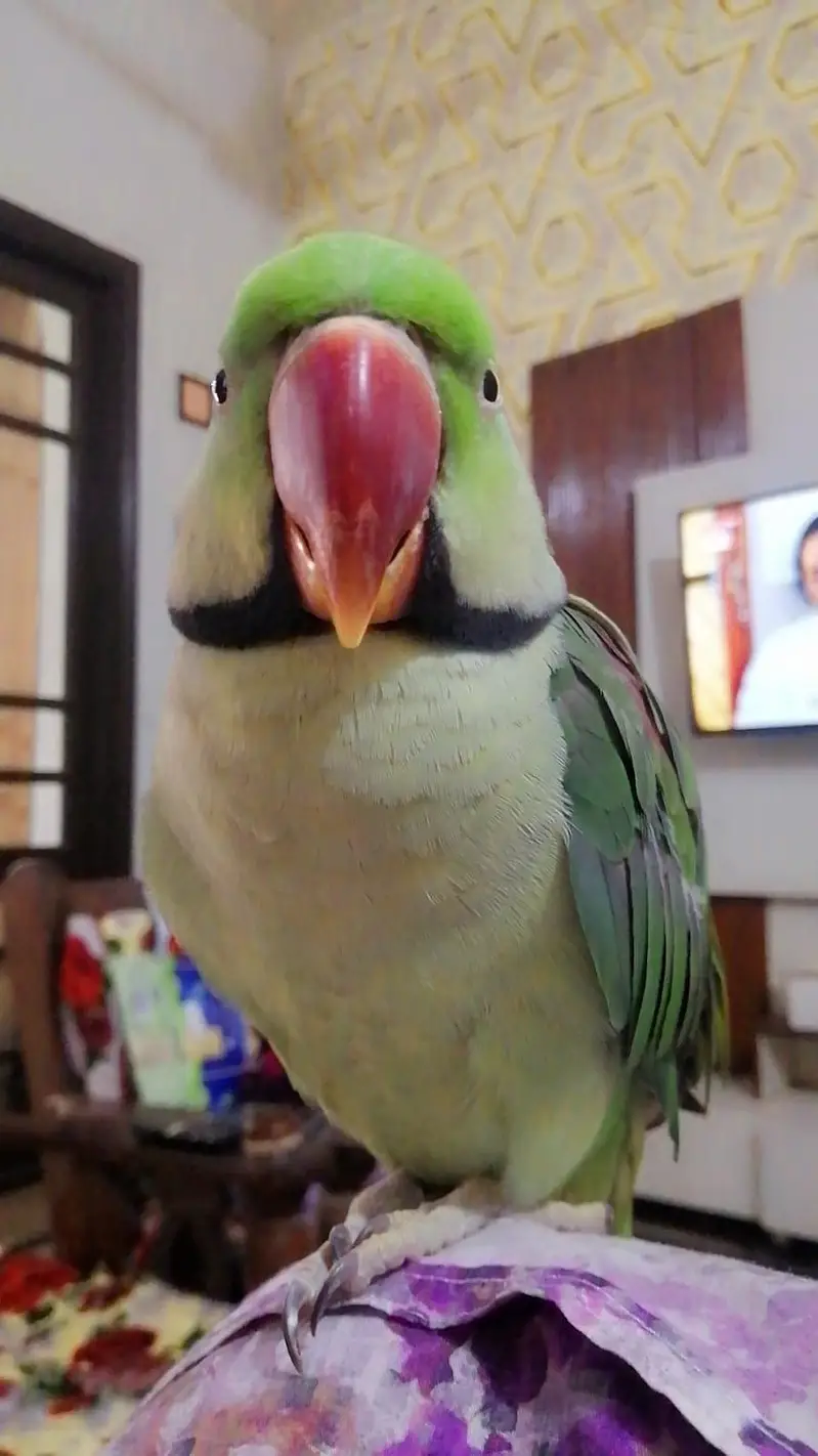 hand tammed parrot for sale — photo 2