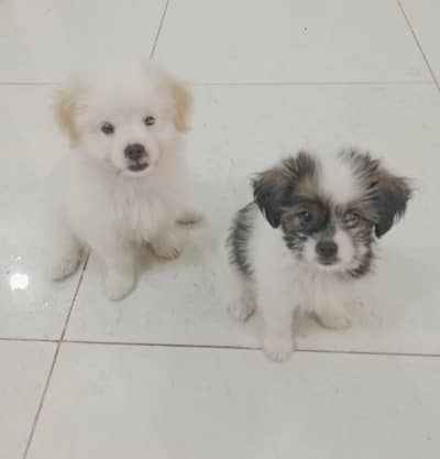 Shihtzu Puppy Pair