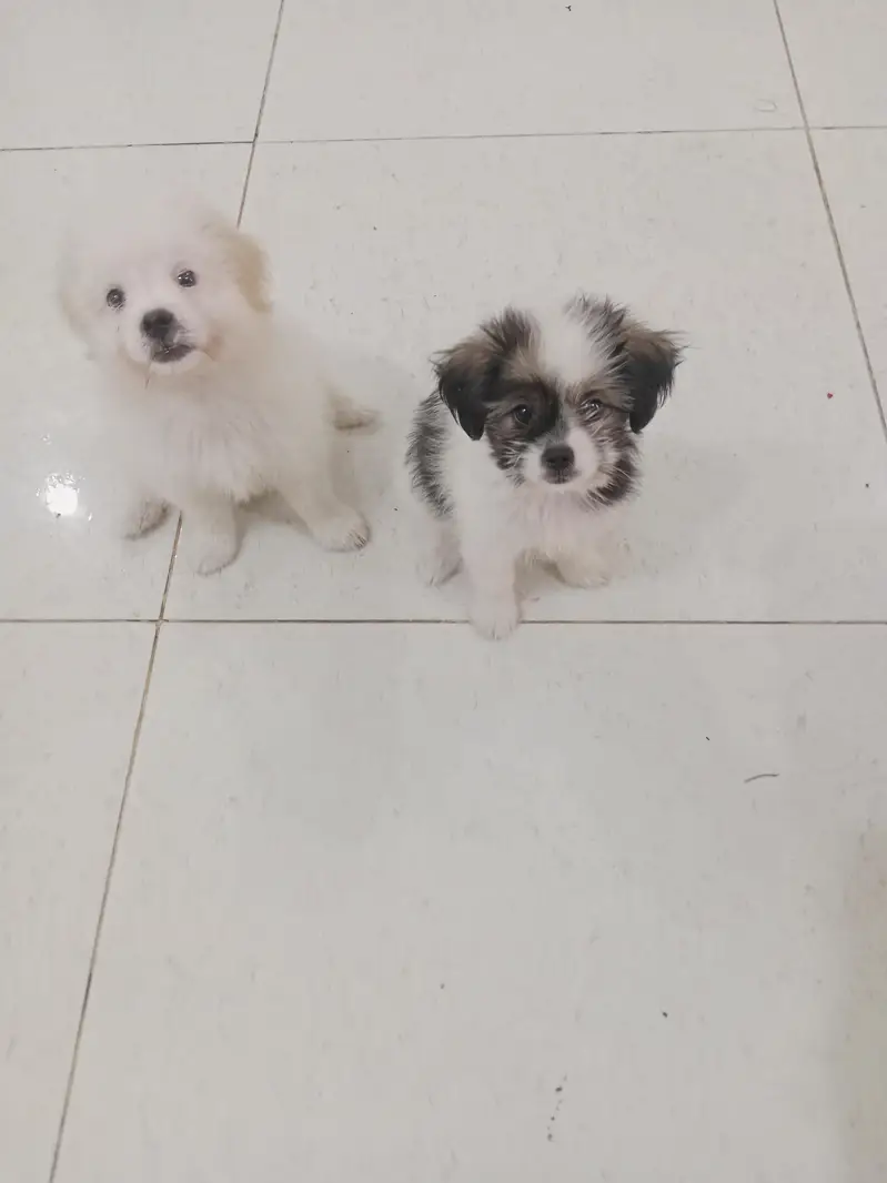 Shihtzu Puppy Pair — photo 2