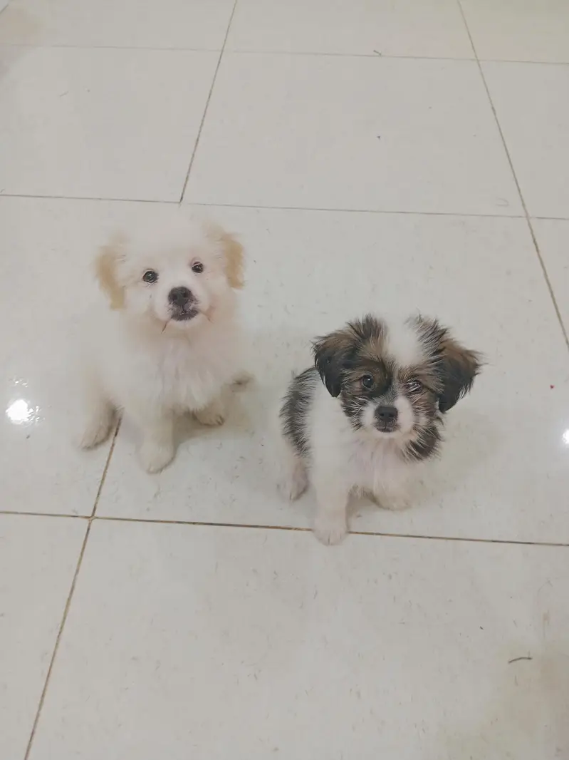 Shihtzu Puppy Pair — photo 3