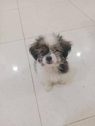 Shihtzu Female Puppy