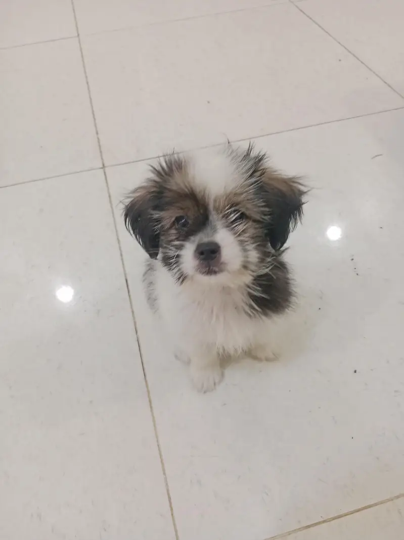 Shihtzu Puppy Pair — photo 4