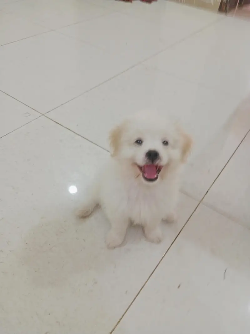 Shihtzu Puppy Pair — photo 5