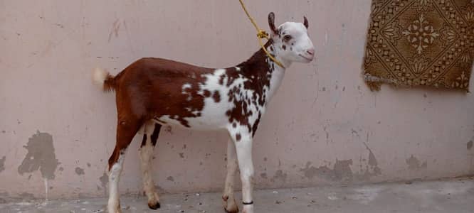 Lal abluck teddy Bakra breeder quality