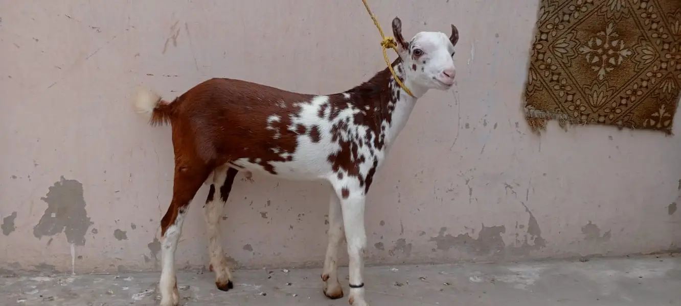 Lal abluck teddy Bakra breeder quality — photo 2