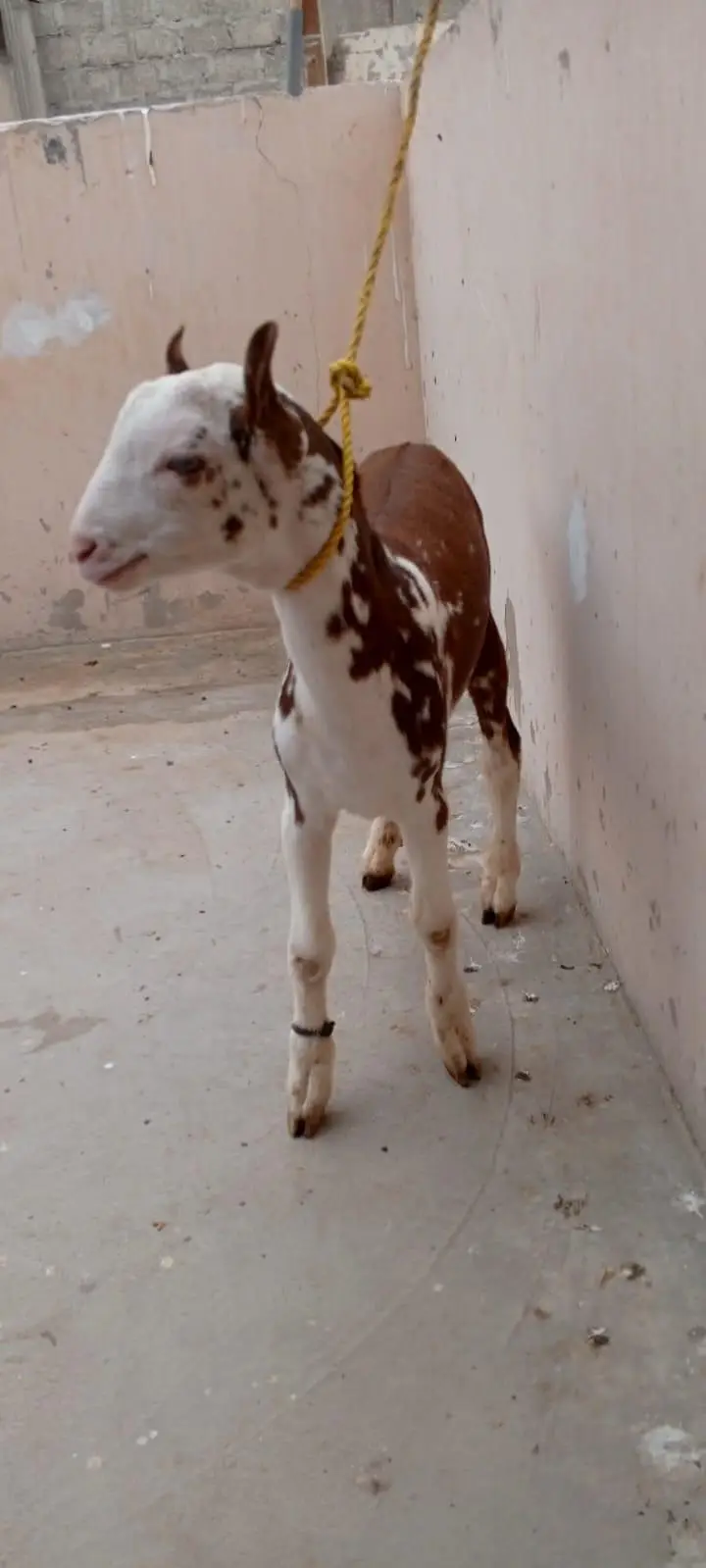 Lal abluck teddy Bakra breeder quality — photo 3