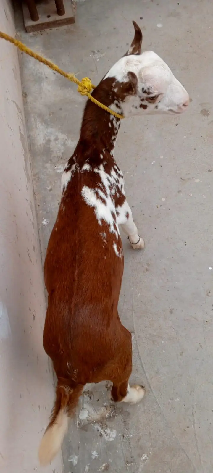 Lal abluck teddy Bakra breeder quality — photo 4