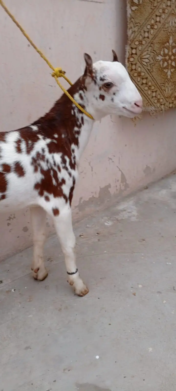 Lal abluck teddy Bakra breeder quality — photo 5