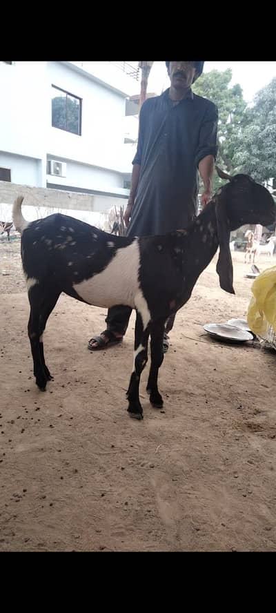 2 Dant Breeder, 2 Dant Cross Path, Kamori Kid, Tapra Munda 03432665347