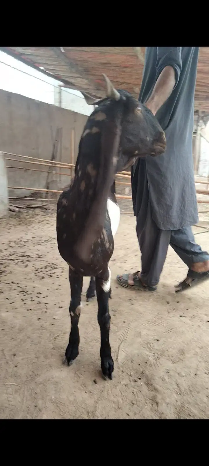 2 Dant Breeder, 2 Dant Cross Path, Kamori Kid, Tapra Munda 03432665347 — photo 2