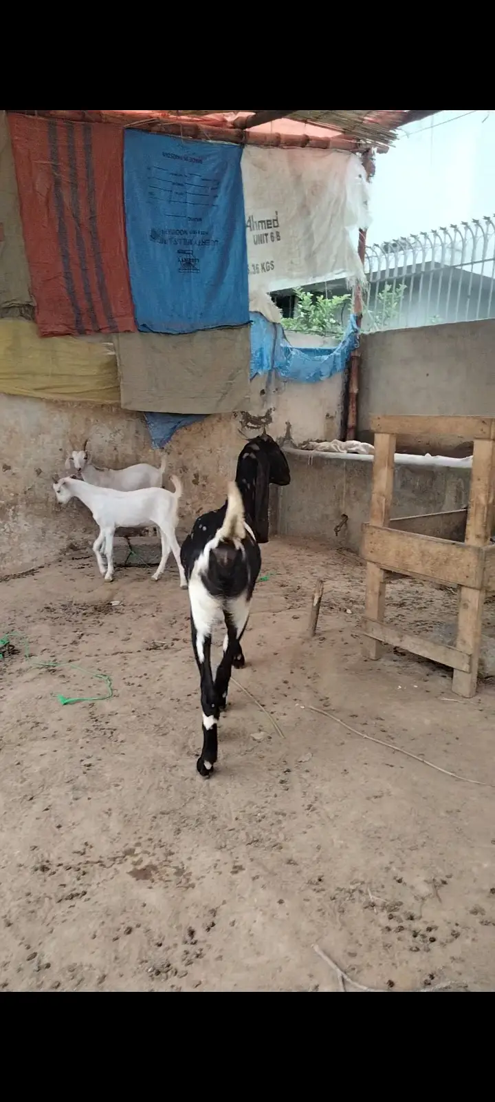 2 Dant Breeder, 2 Dant Cross Path, Kamori Kid, Tapra Munda 03432665347 — photo 3