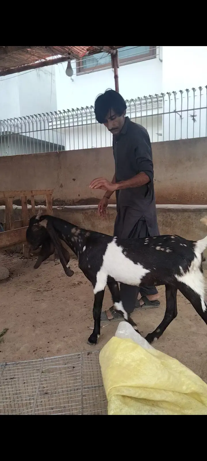 2 Dant Breeder, 2 Dant Cross Path, Kamori Kid, Tapra Munda 03432665347 — photo 4
