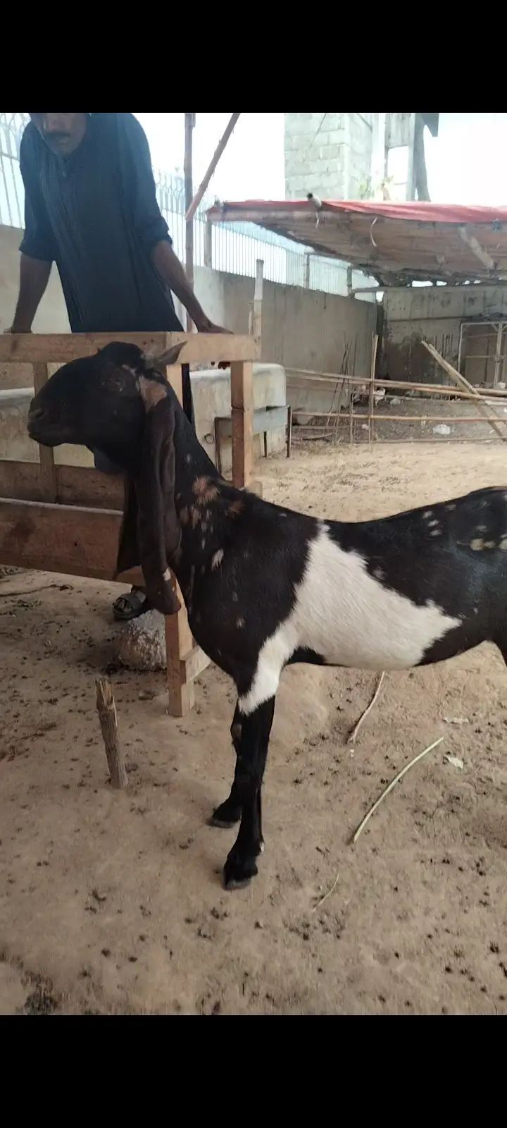 2 Dant Breeder, 2 Dant Cross Path, Kamori Kid, Tapra Munda 03432665347 — photo 5