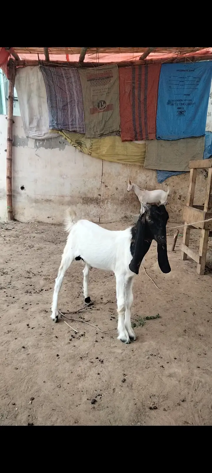 2 Dant Breeder, 2 Dant Cross Path, Kamori Kid, Tapra Munda 03432665347 — photo 6