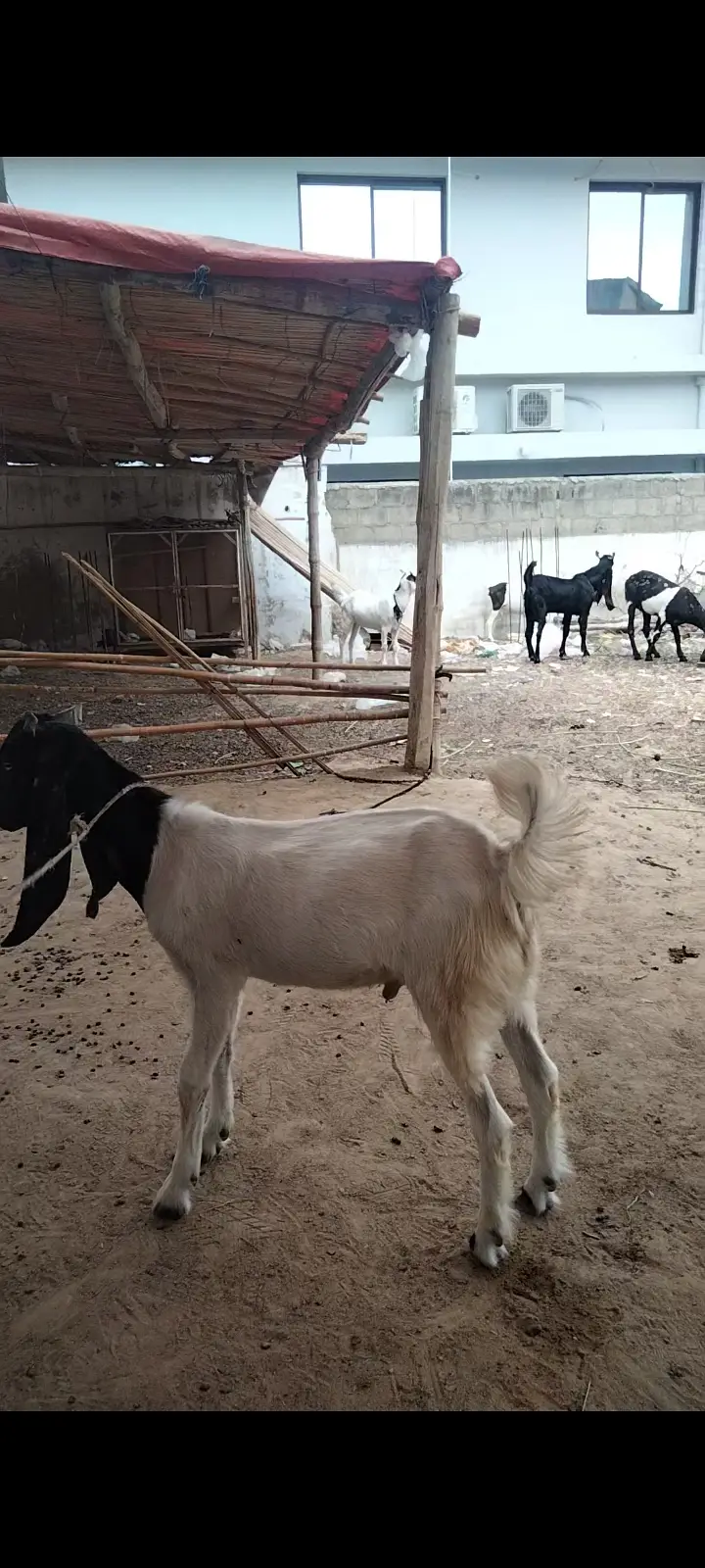 2 Dant Breeder, 2 Dant Cross Path, Kamori Kid, Tapra Munda 03432665347 — photo 7
