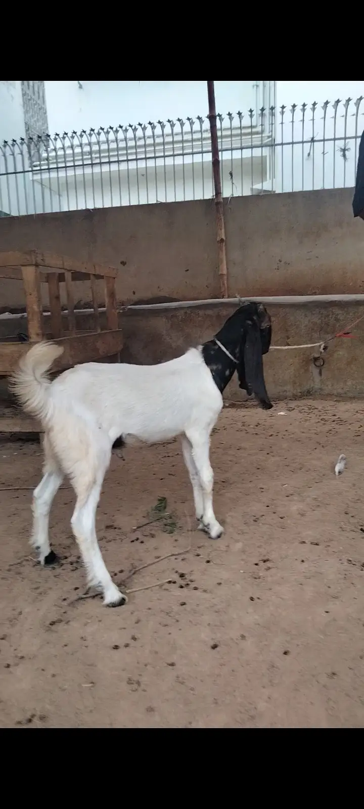 2 Dant Breeder, 2 Dant Cross Path, Kamori Kid, Tapra Munda 03432665347 — photo 8